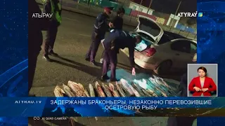 Задержаны браконьеры, незаконно перевозившие осетровую рыбу