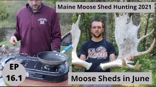 Moose Sheds in June -- Beyond the Boundaries -- Maine Moose Shed Hunting 2021