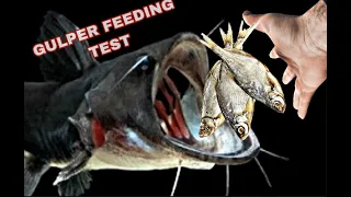 GULPER CATFISH FEEDING *TEST *