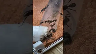 The Pet Ants Are Out Exploring! - Harpegnathos Venator