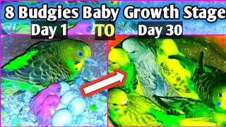 8 Baby Parrot  growth Day 1 to 30 Days| Budgies Growth Stage|First 30 days or baby Timelapse