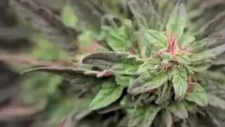 Medical Marijuana Outdoor Cash Crops in The Emerald Triangle Growing 420 Weed