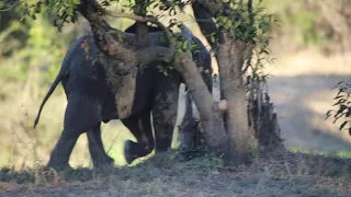 Baby Elephant runs to Mama