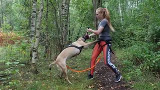 Belgian Malinois Canicross & Bikejoring montage 2019 4K