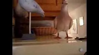 Pet Dove Laughing