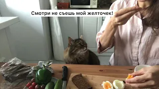 Как мой кот просит кушать | Кот выпрашивает еду Смешные коты Приколы с котами