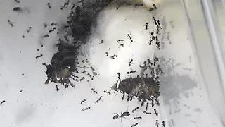 Кормление муравьёв - Feeding Ants
