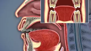 Airway and TMJ