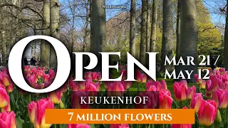 Keukenhof Flower Garden🌷 OPEN Mar 21 2024 🌷 7 Million Flowers