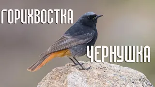 Горихвостка-чернушка (Птицы России) Фильм 88