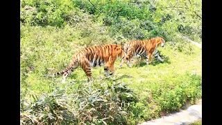 Fat tigers hanging around 1