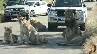 Casper The White Lion And Brothers Reunite With Satara Lionesses