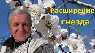 Как сделать расширение гнезда, когда цветут  абрикосы?