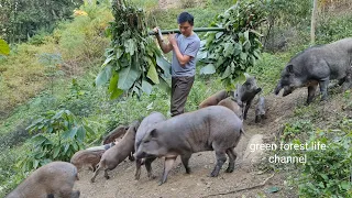 Vegetable, grass and corn party for wild boar. A busy day with wild boar. Green forest life (ep249)