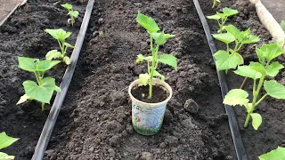 Огурцы после высадки в грунт.