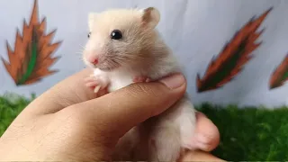 My playmate is a Syrian Hamster