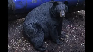 HUGE BEAR SHOT AT 10 YARDS WITH CROSSBOW