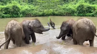 Elephants drink water and bathe, play and have fun in a natural way