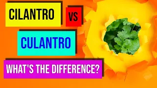 Cilantro vs Culantro - The Ultimate Herb Comparison