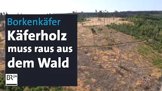 Borkenkäfer ist schon aktiv – Befallene Bäume werden aus dem Wald geschafft | Abendschau | BR24