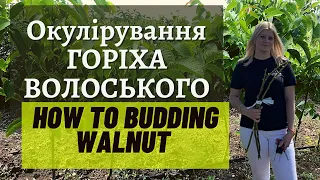 Budding Grafting WALNUT TREES