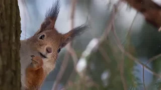 ЗИМНИЕ ЗАРИСОВКИ.