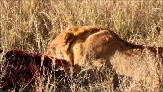 NEC Safari: 5/21/2014 Journey to Serengeti - Summary video
