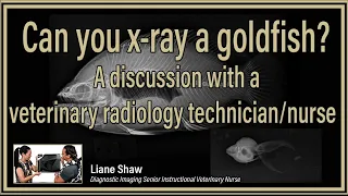 Can you x-ray a goldfish? A discussion with a veterinary radiology technician/nurse.