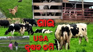 American farm land|dekhi asilu biswas hauni|Cows|goats|Desi Chicken|Sheep|odia vlogs|USA