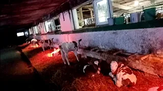 Купили телят/забрали почти всех бычков 🐮