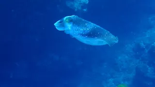 Disco Cuttlefish