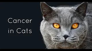 Опухоли у кошек . Рак у кошек.