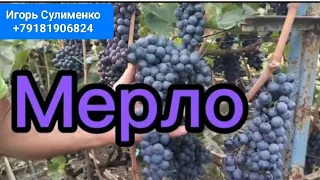 Мерло - работяга.