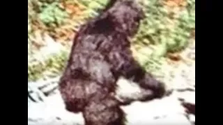 A Truth About Sasquatch