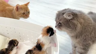 Big feline family meet a new foster kitten