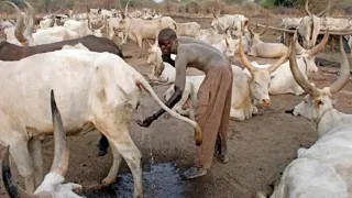 A notável tribo Mundari do Sudão do Sul toma banho com urina de vaca