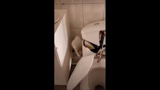 Plumber Smashes Bathroom Pieces With A Single Hammer Hit