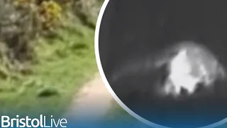 'Big cat' caught on thermal camera in West Country in 'most convincing' footage yet