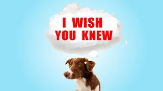 30 Things Your Dog Wishes You Knew