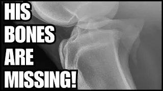 Horse is missing BONES! ~This is CRAZY!~Skeletor get X-RAYS ~