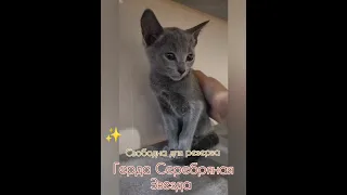 котята русской голубой