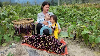 Single Girl: Go with your children to harvest the Eggplant garden to sell at the market | Cooking