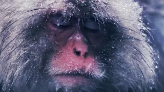 Slow Down With Snow Monkeys - Rest | Mindful Escapes | BBC Earth