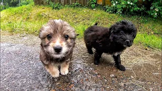 Someone Dumped these Puppies in Massive Rainstorm