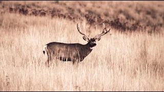 Year of the Mule Deer Part 1- Winchester Deadly Passion- Full Episode