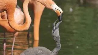 Fluffy Flamingo Foster Chicks
