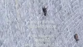 Alpine Ibex on Dam - hybridwildlife.com