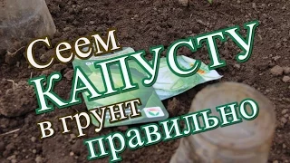 Как правильно посеять капусту в грунт. (17.05.2016)