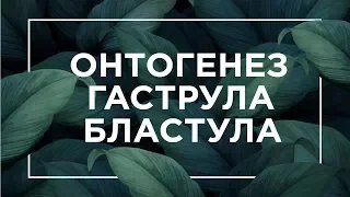 Онтогенез, бластула, гаструла | ЕГЭ Биология | Даниил Дарвин