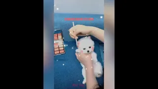【Compilation】Dog Pet Puppy Pomeranian Grooming Teddy bear style ! dogs story #short 68